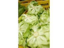 Lechuga manteca