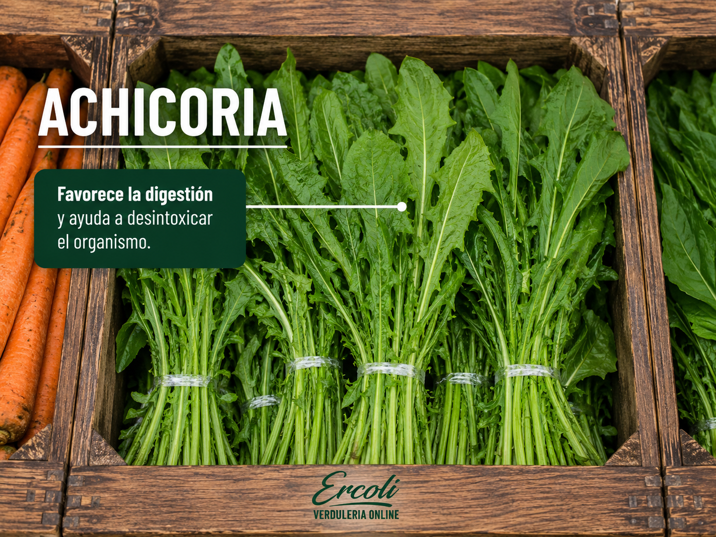 Achicoria (Paquete)