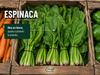 Espinaca Invierno
