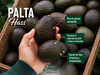Palta Hass