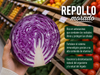 Repollo Morado