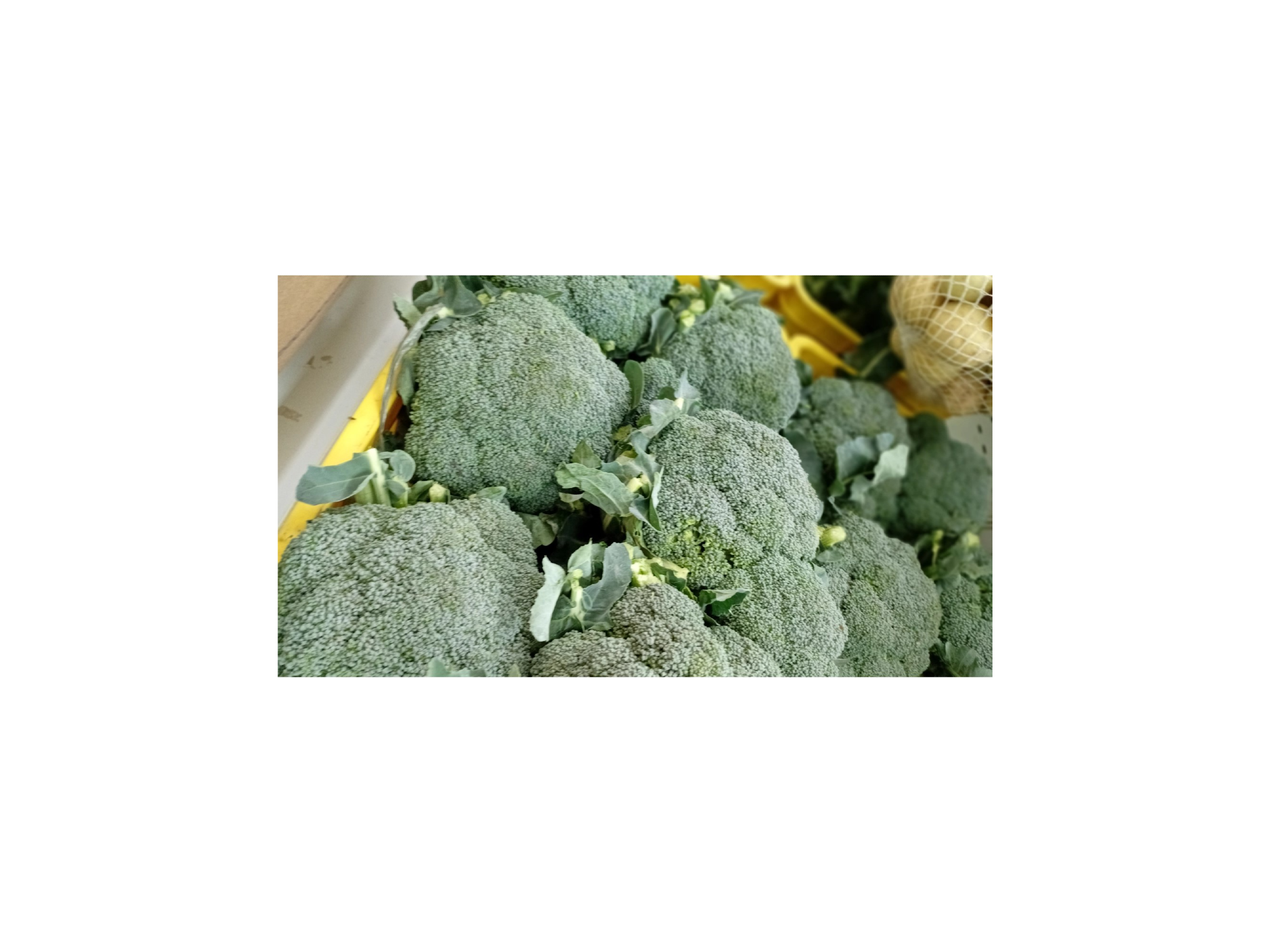Brócoli