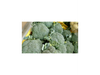 Brócoli