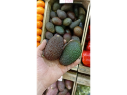 Palta Hass