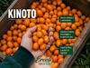 Kinoto