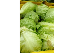 Lechuga repollada