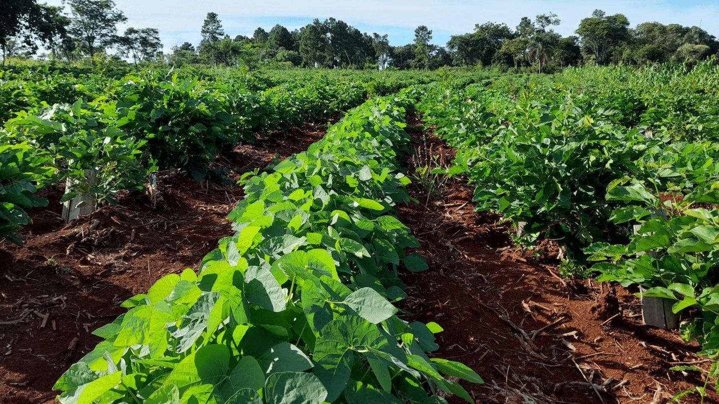 Productos a base de Yerba Mate