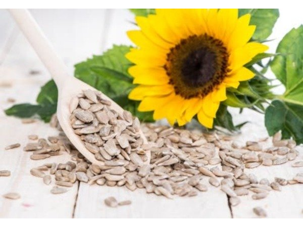 SEMILLAS DE GIRASOL