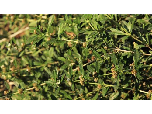 INCAYUYO HOJAS X 100GRS.