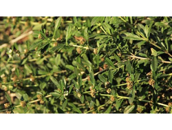 INCAYUYO HOJAS X 100GRS.