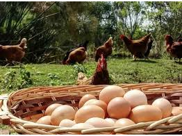 HUEVOS DE GALLINAS FELICES