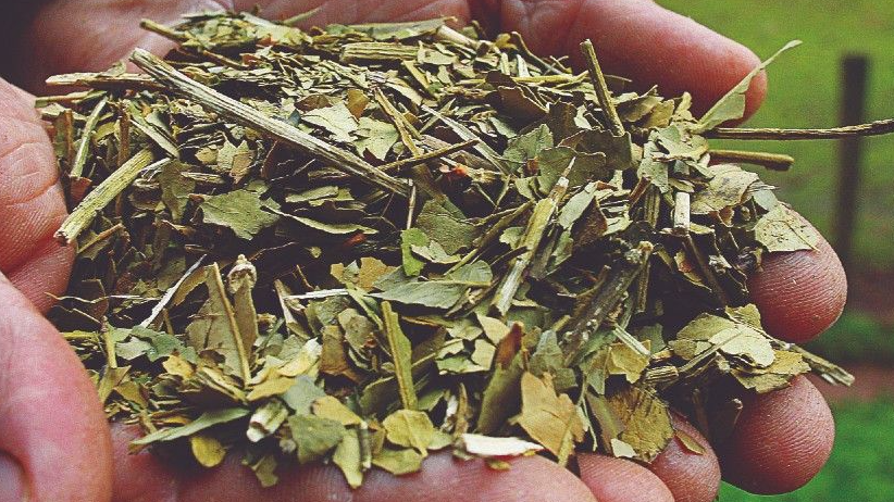Yerba y hierbas naturales