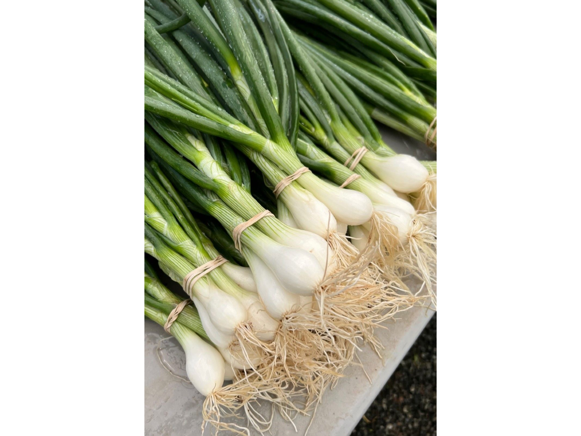 Cebolla verdeo