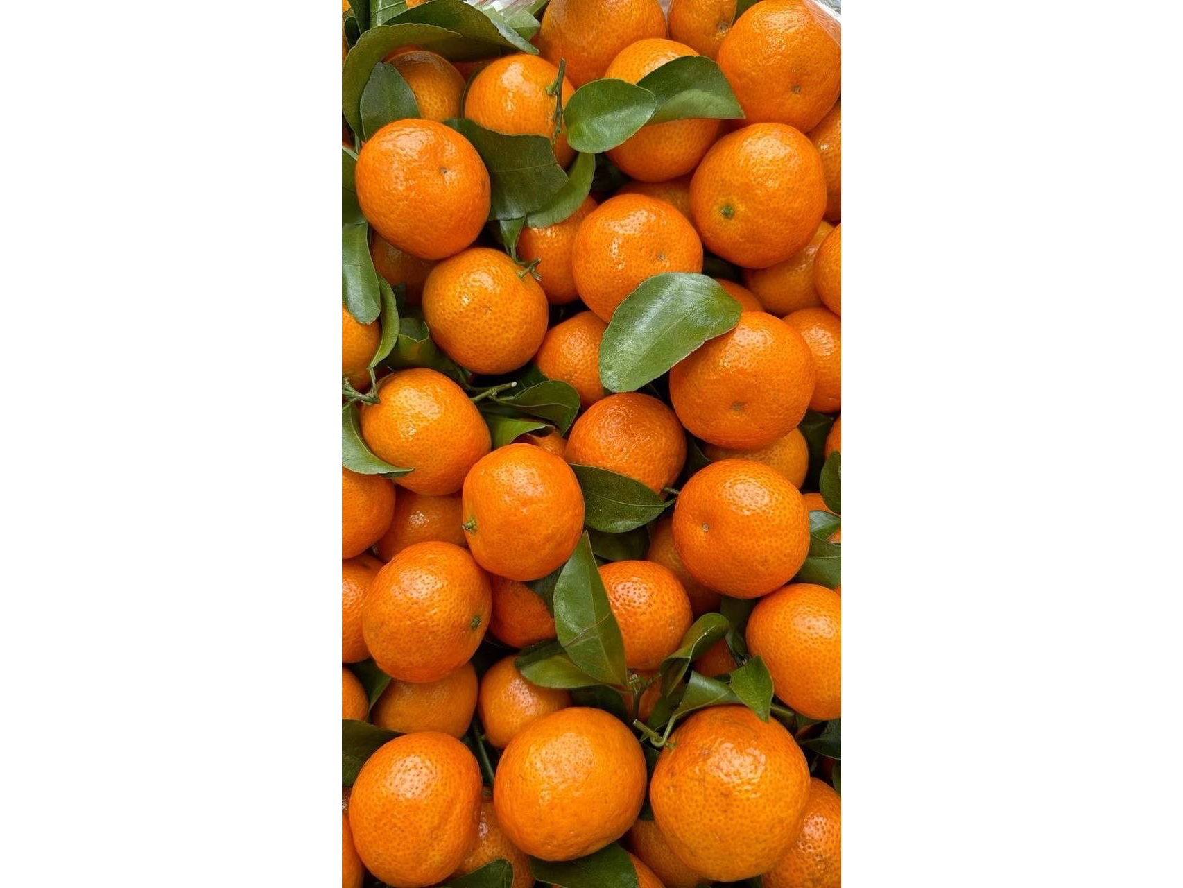 Mandarina