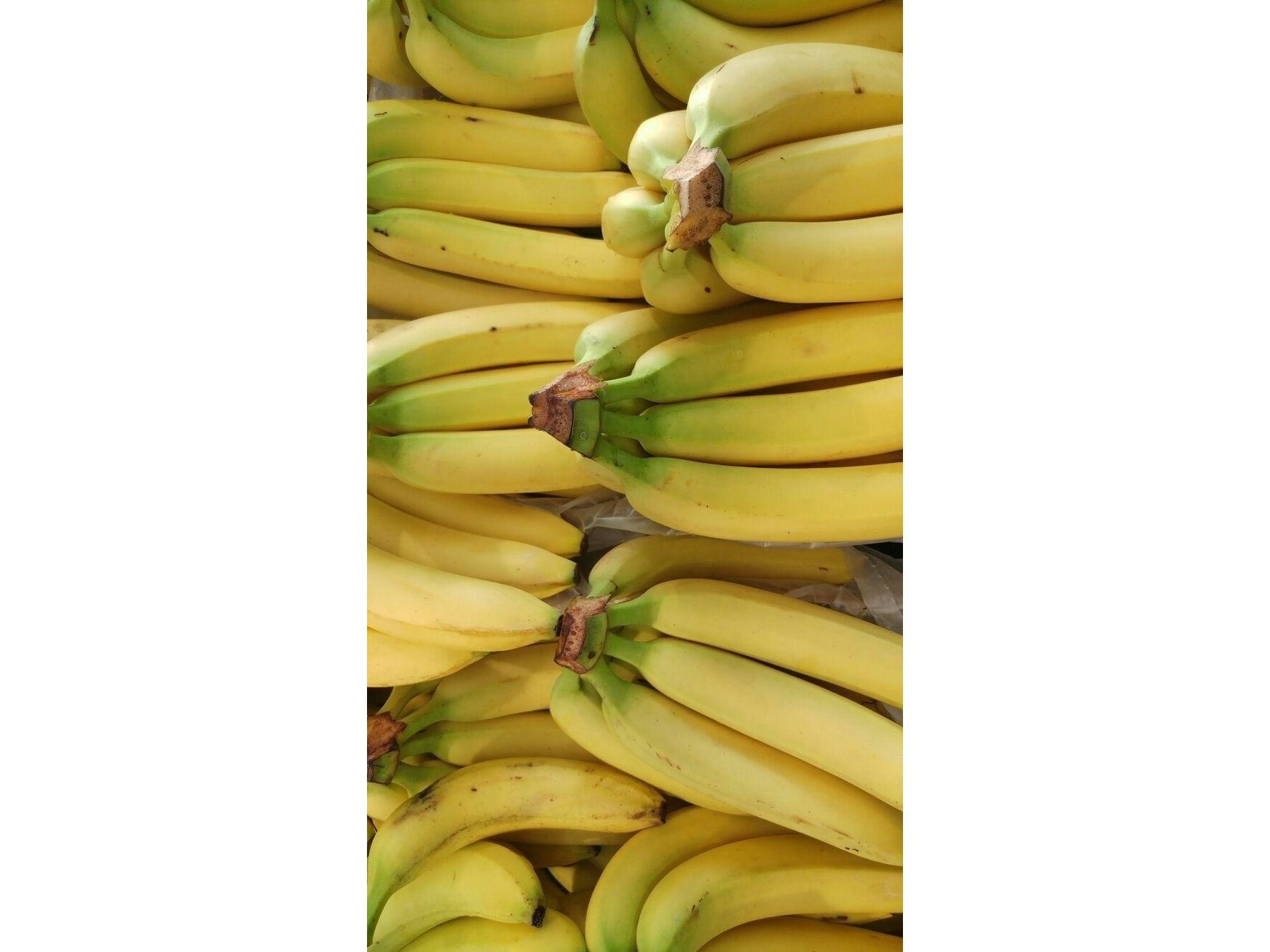 Banana ecuador