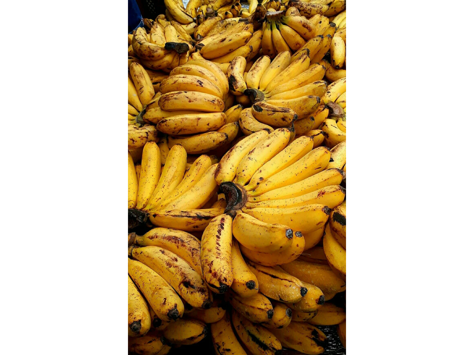 Banana Bolivia