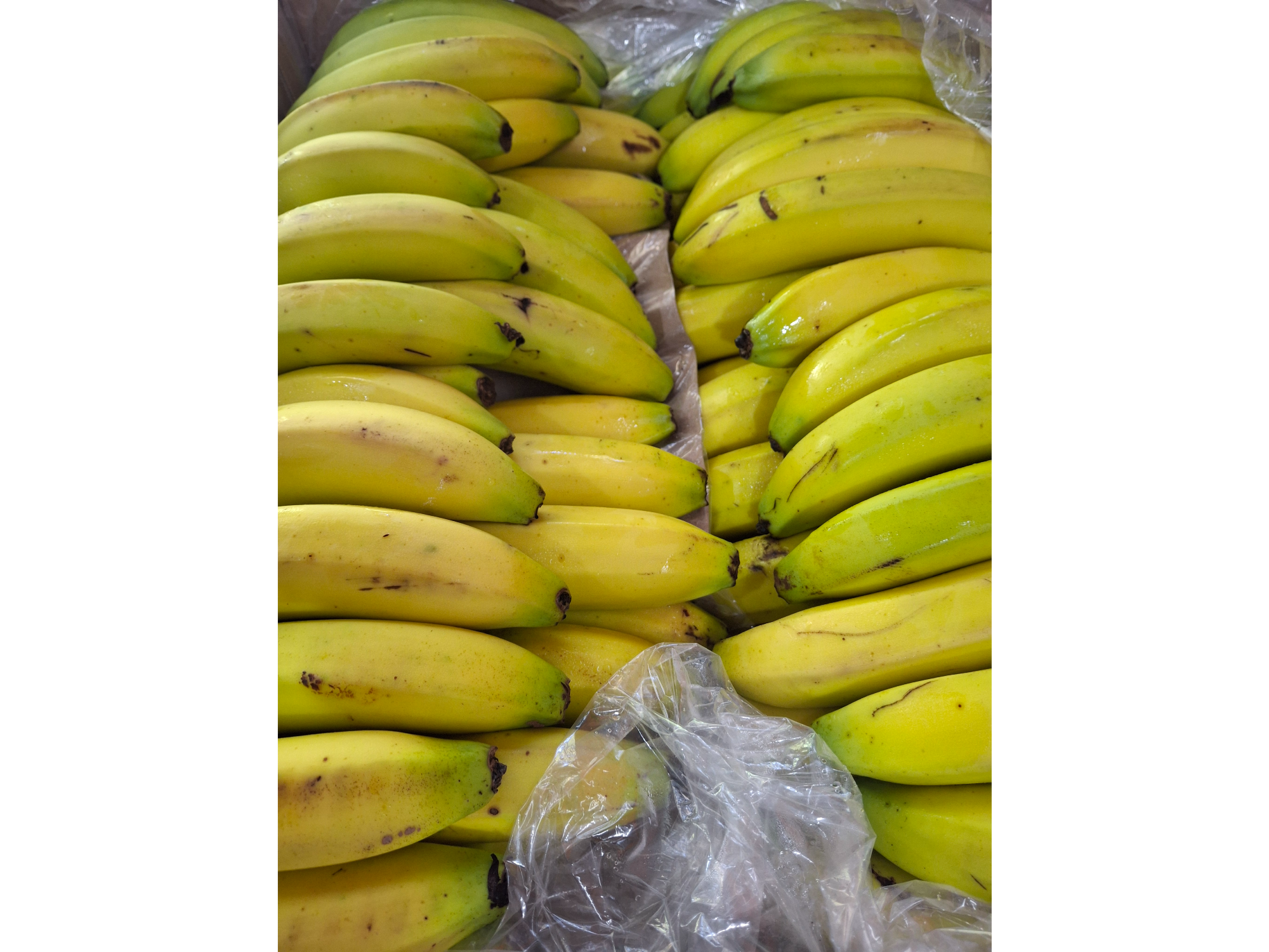 Banana bolivia