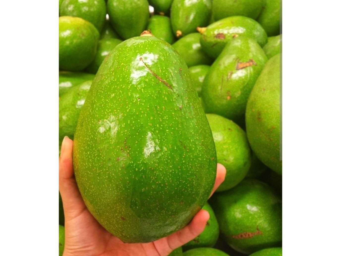Palta brasil