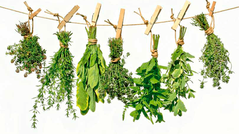 HIERBAS Y YERBAS