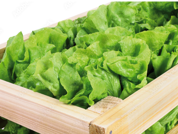 Cajón de Lechuga