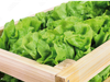 Cajón de Lechuga