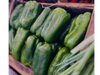 Morron Verde