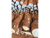 Mandioca