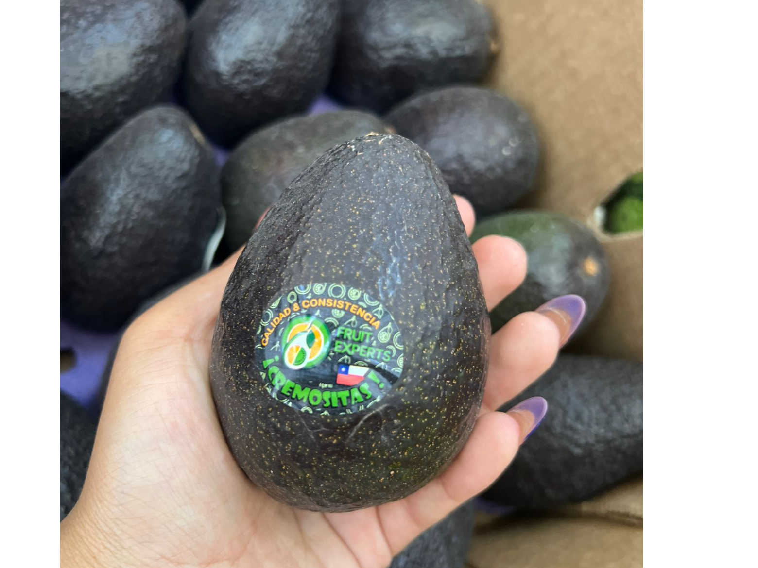 Palta