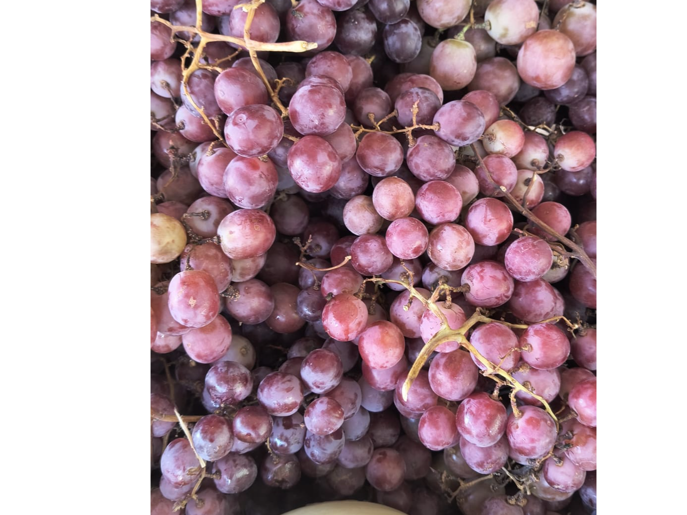 Uva rosa