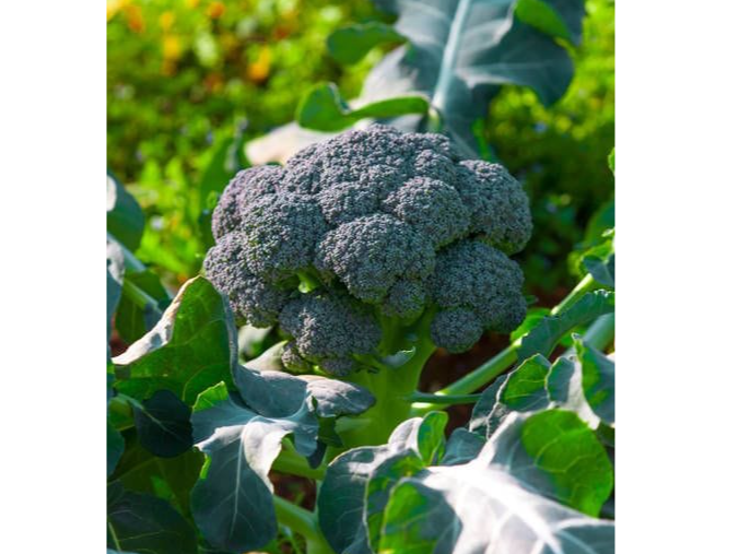 Brocoli