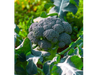 Brocoli