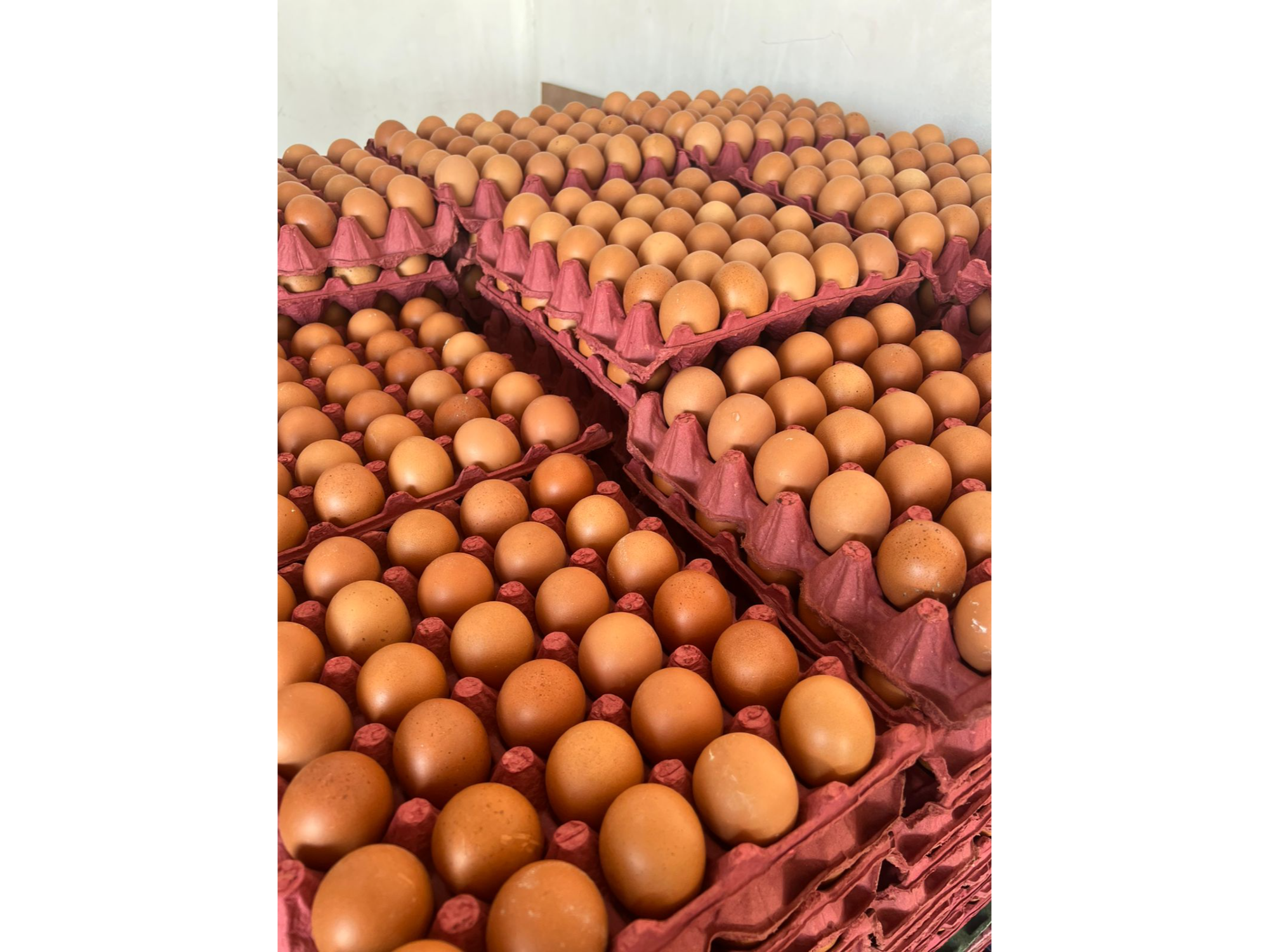 Maple de huevo JUMBO EXTRA GRANDES