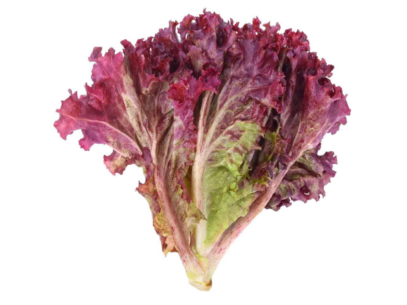 Lechuga morada