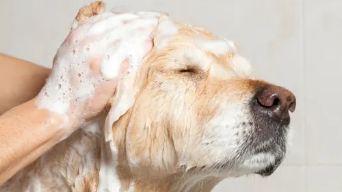 PRODUCTOS PARA MASCOTAS