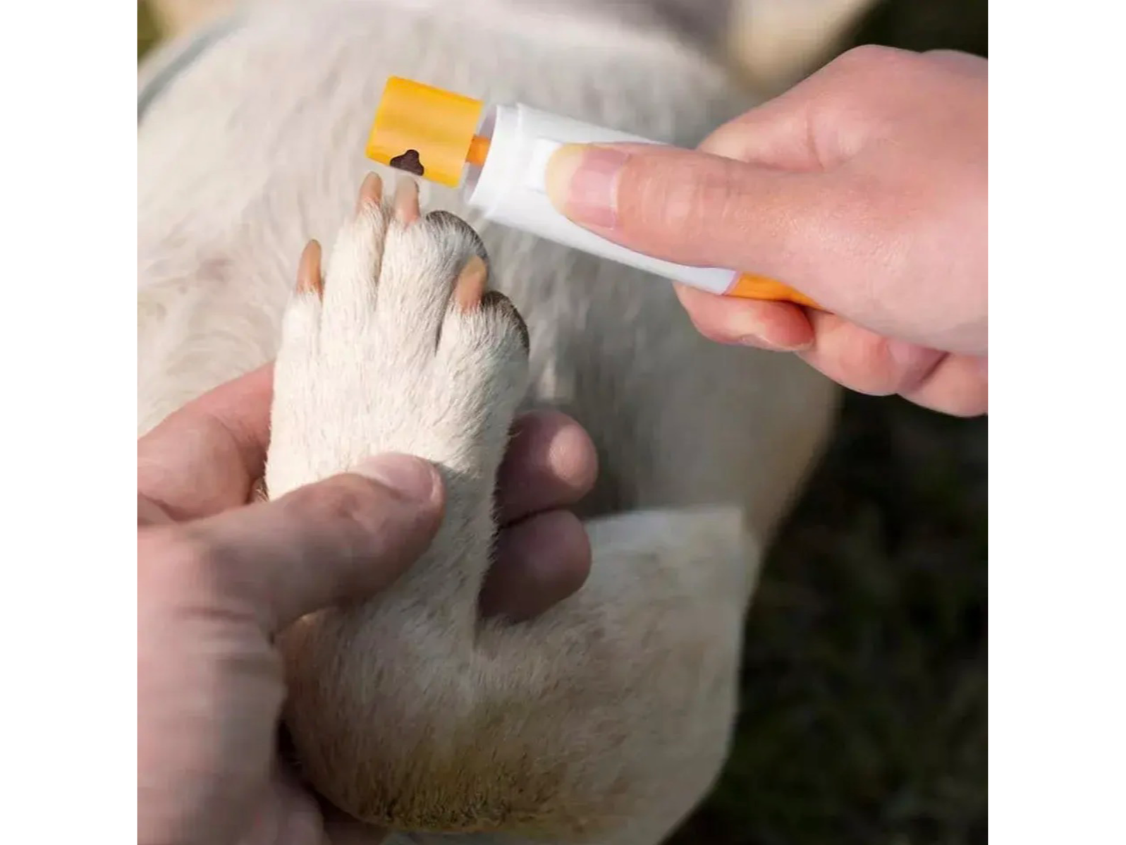 Lima para uñas de Pension Canina