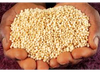 Semilla de Quinoa boliviana