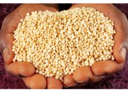 Semilla de Quinoa boliviana