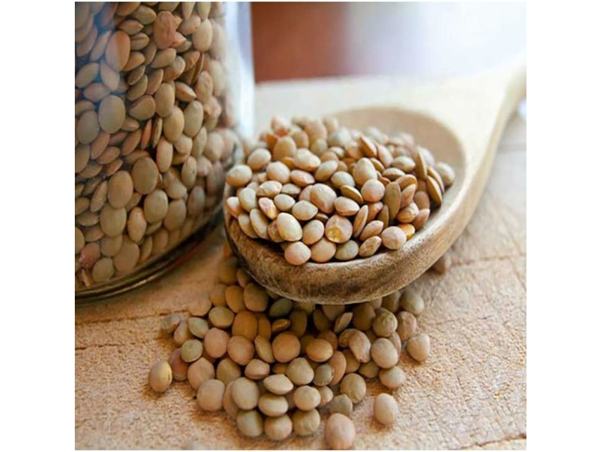 LENTEJON mediano