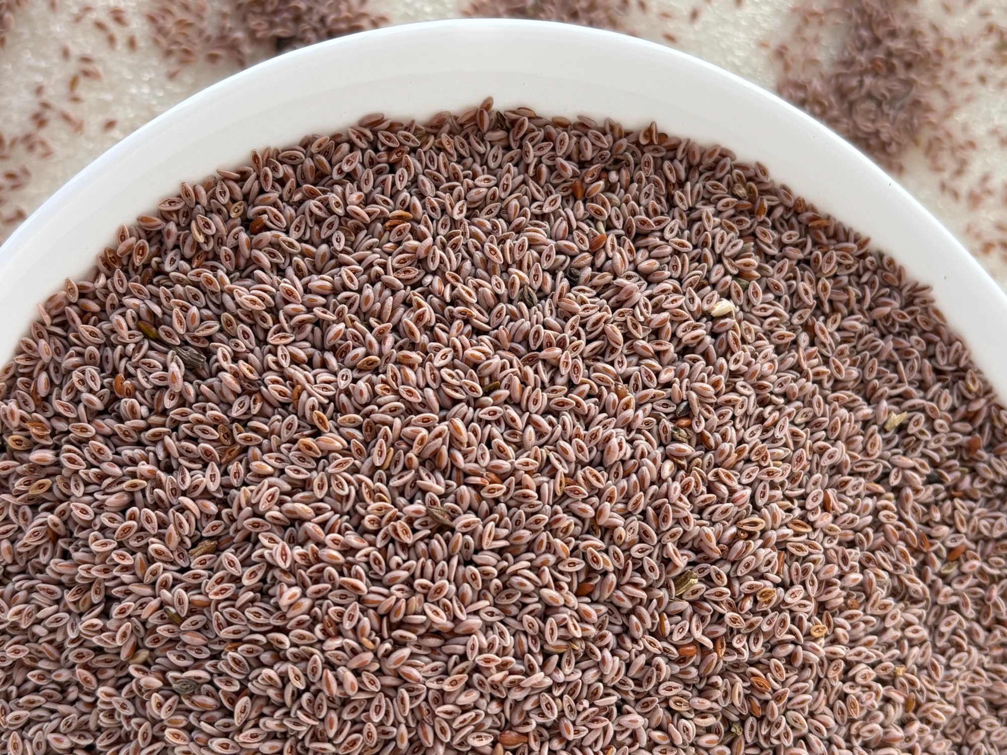 Semilla de PSYLLIUM