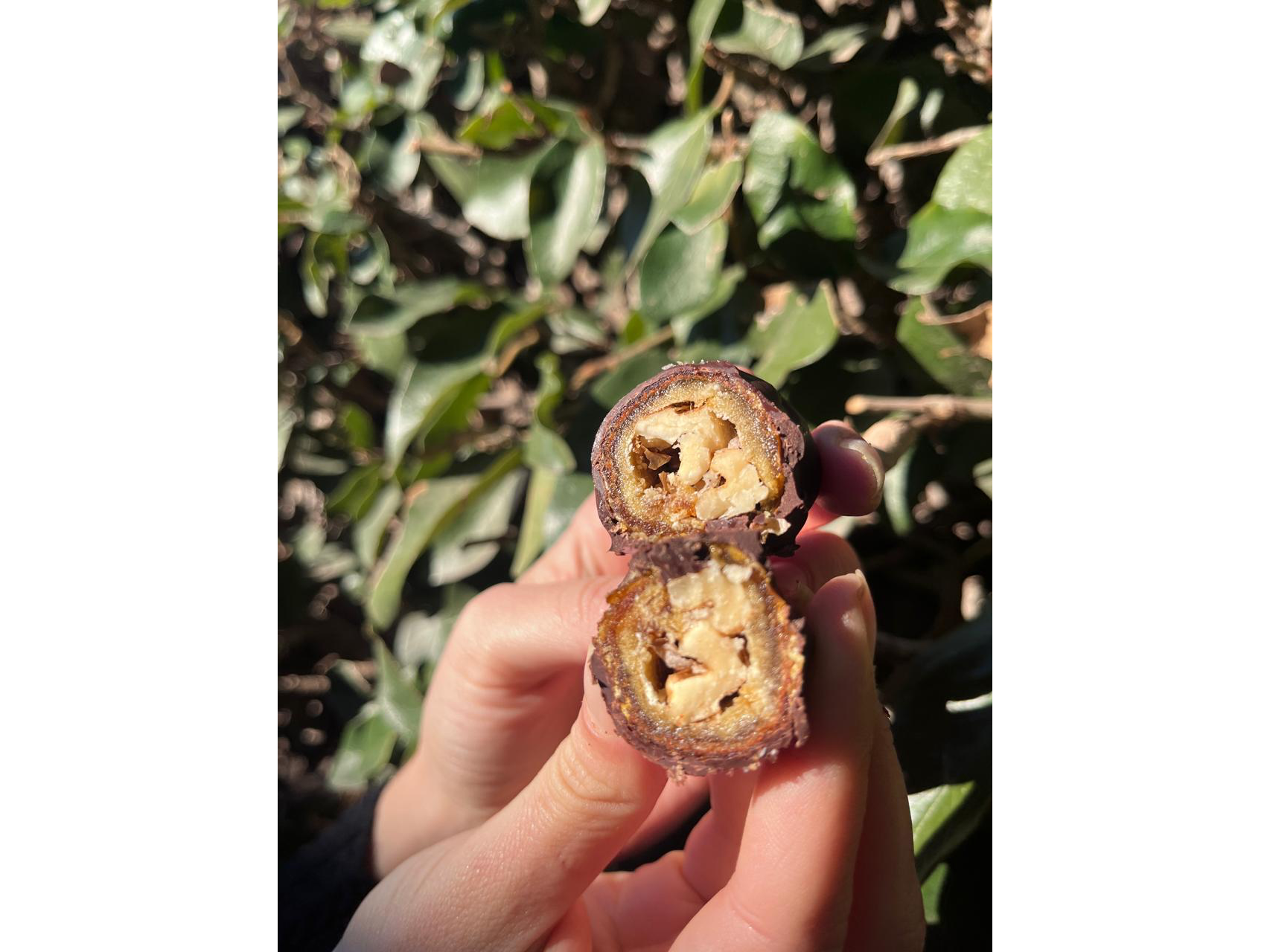 Bombones de dátil & nuez bañados en chocolate 80% cacao