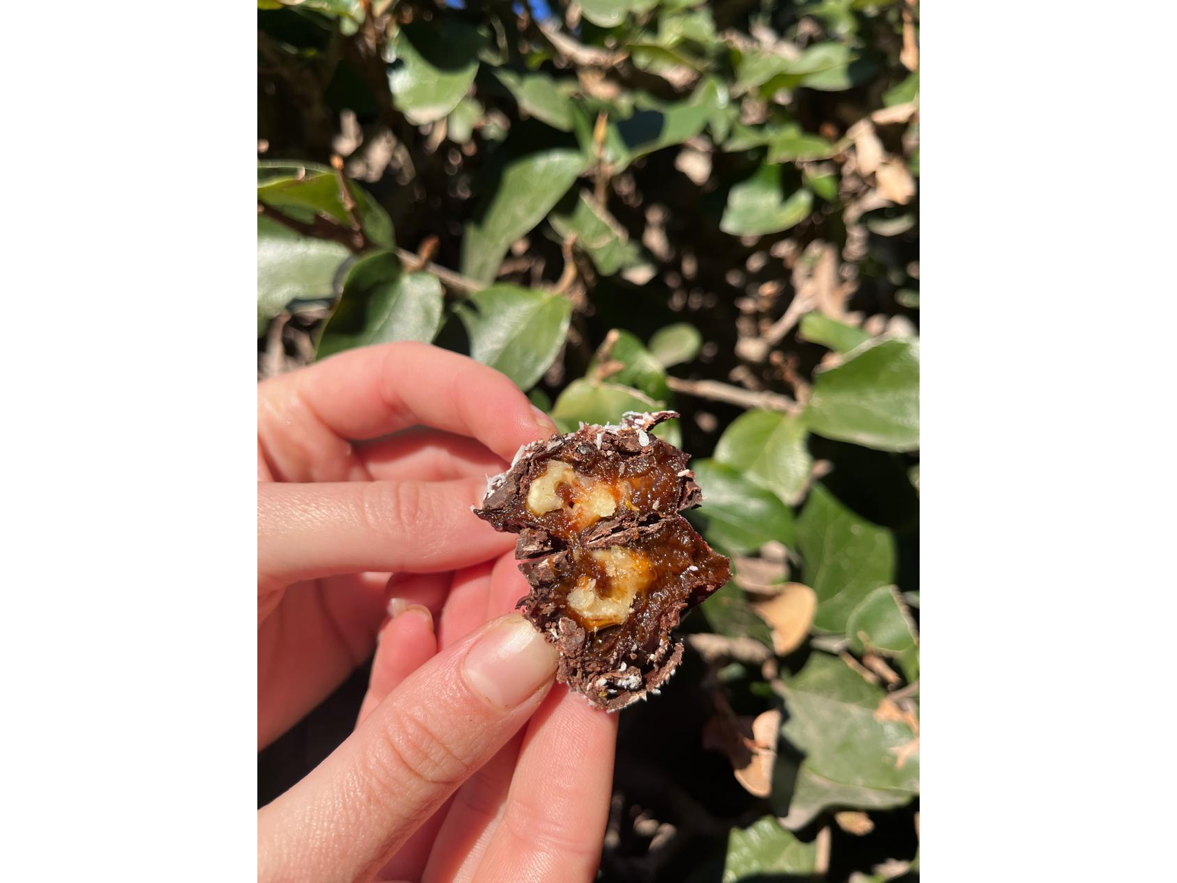 Bombones de ciruela, nuez & chocolate 80% cacao