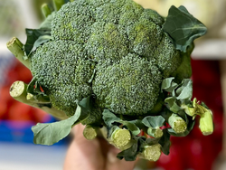 Brócoli