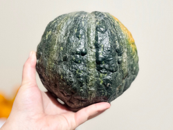Zapallo cabutia