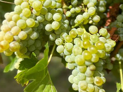 Uva blanca sin semilla - $6000