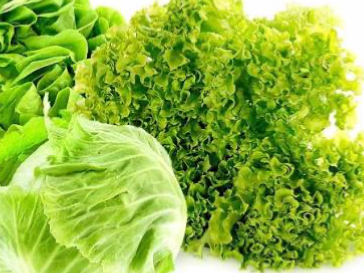Lechugas