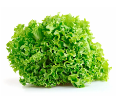 Lechuga crespa