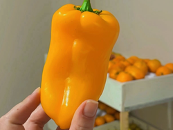 Pimiento amarillo - $11.900