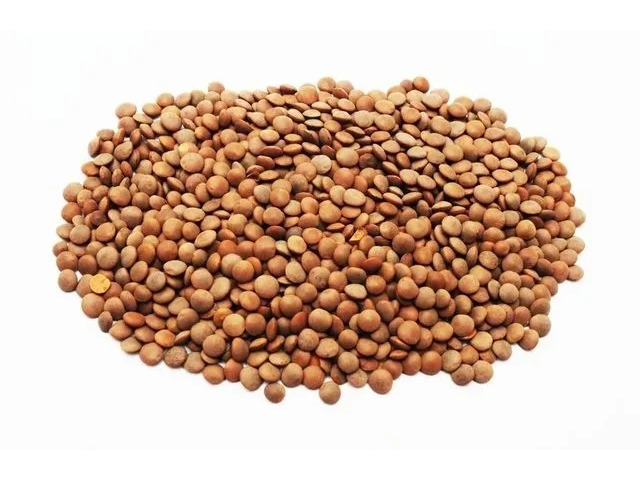 Lentejas canadienses