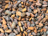 Semilla de cacao