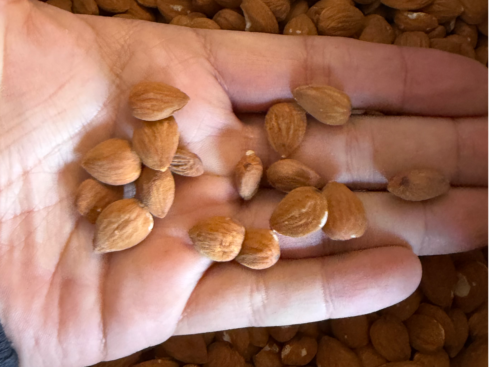 Almendras enteras CHICAS
